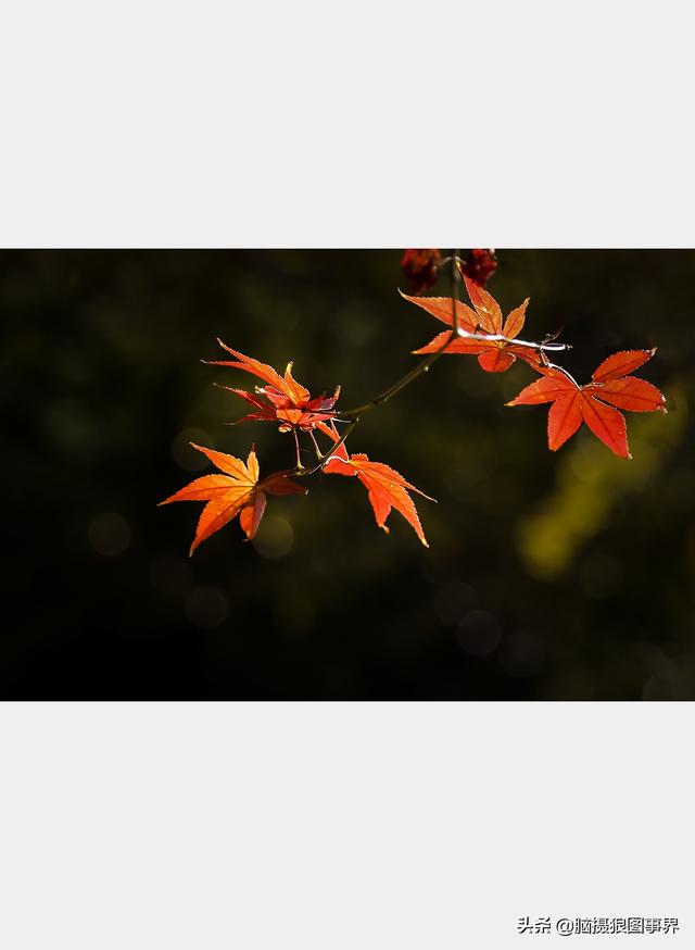 用佳能24—105镜头，实拍25张秋叶和菊花的照片，你喜欢哪几张？