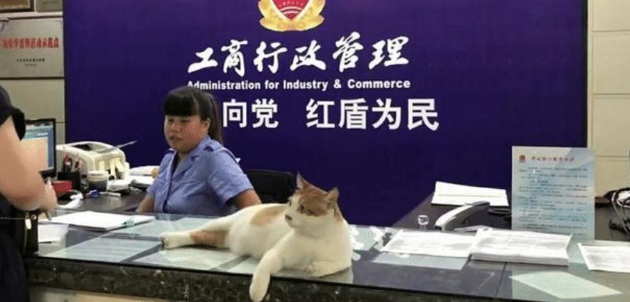 橘猫当上了“公务员”，业务能力出色，走上了猫生巅峰啊