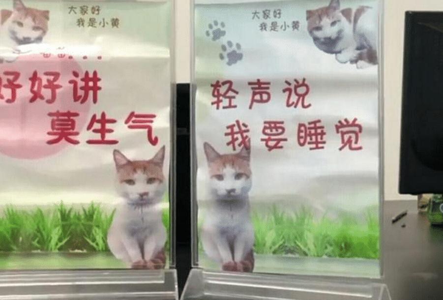 橘猫当上了“公务员”，业务能力出色，走上了猫生巅峰啊