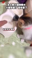 主人教小猫咪喝水 小猫学会了但是学歪了！