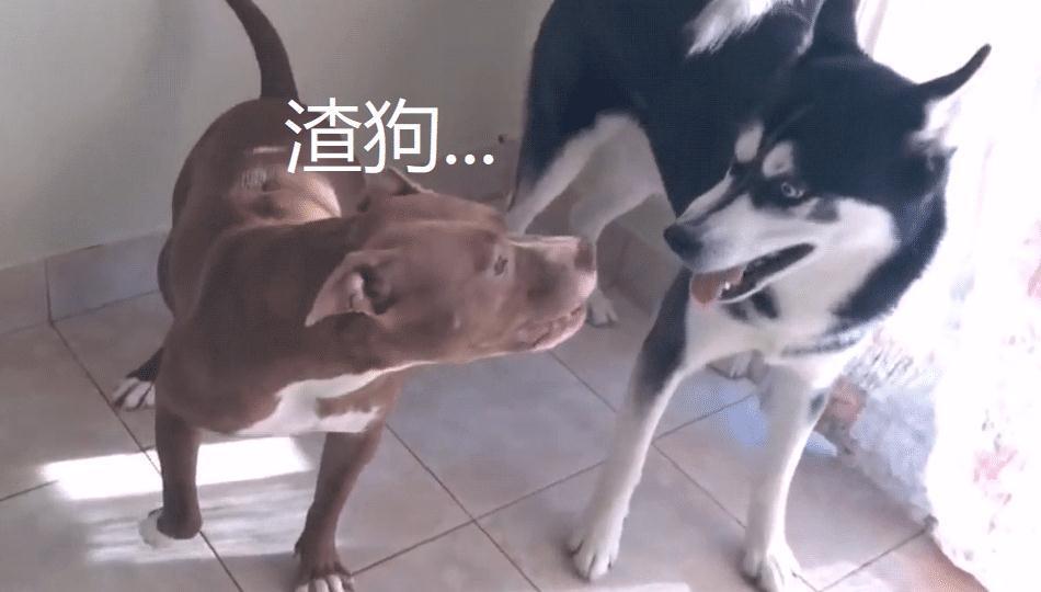 二哈跟比特犬生了娃，结果转眼就不认了，还不让奶狗吃饭