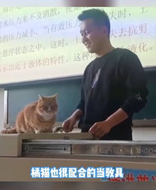 橘猫上课时进教室溜达，被老师抱上讲台做建筑课教具