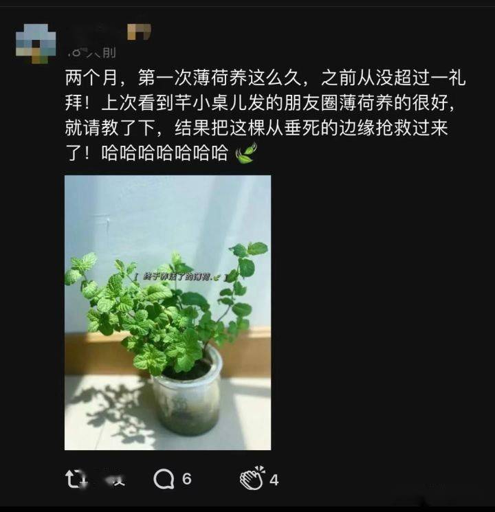 哦莫一年了，我的薄荷活得还很好，聊聊怎么养薄荷？