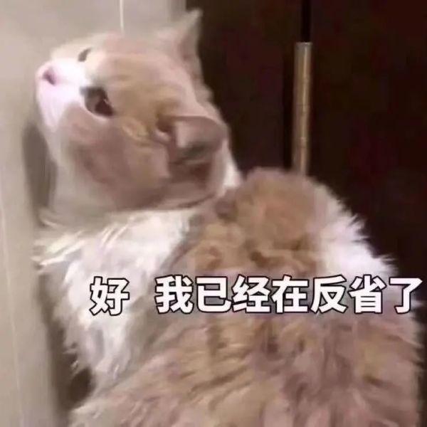 【我为群众办实事】小猫咪 下次别再这么淘气了