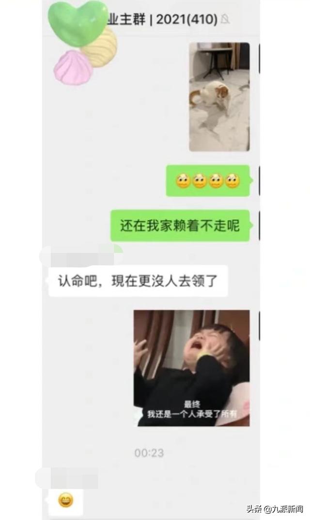 猫进家门赖着不走，女子电梯贴失猫招领走红，网友起哄养下去