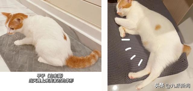 猫进家门赖着不走，女子电梯贴失猫招领走红，网友起哄养下去