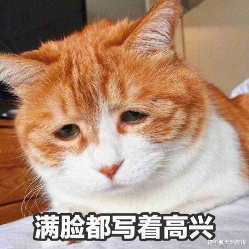 猫咪死亡前会想些什么？爱猫的人，看完都落泪了