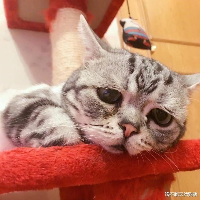 猫咪死亡前会想些什么？爱猫的人，看完都落泪了