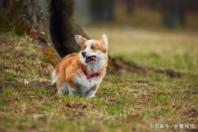 奉劝宠主们，柯基犬不能继续这样养下去！