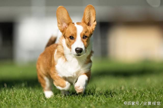 奉劝宠主们，柯基犬不能继续这样养下去！