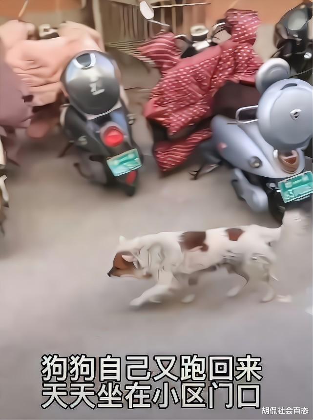 主人去世两年，狗狗坚守门前每晚哭泣，郑州再现“忠犬八公”