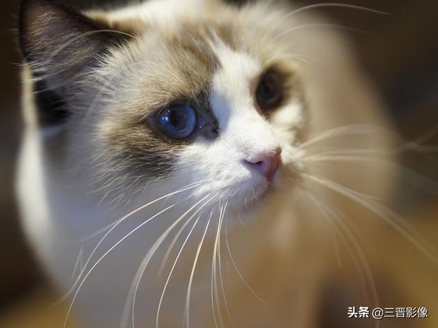 宠物猫照片直出谈宠物摄影的参数设置及索尼的相机的画质与色彩