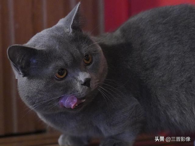 宠物猫照片直出谈宠物摄影的参数设置及索尼的相机的画质与色彩