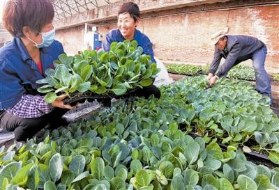 抢种速生菜 保市场供应