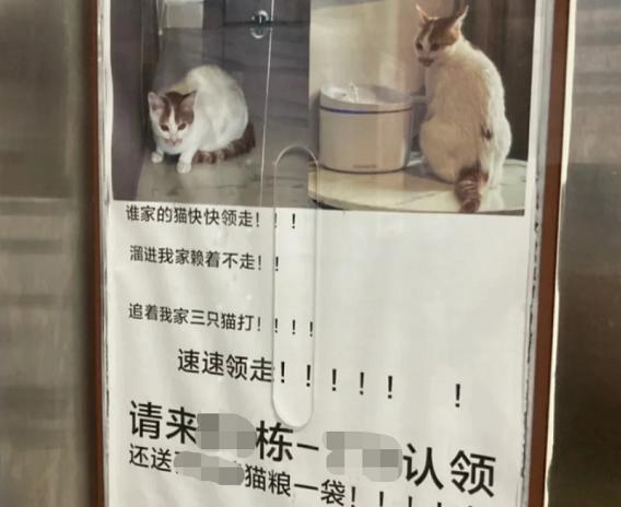 广州无赖猫懒陌生人家不走，女子电梯贴寻主单走红：完全不当外猫