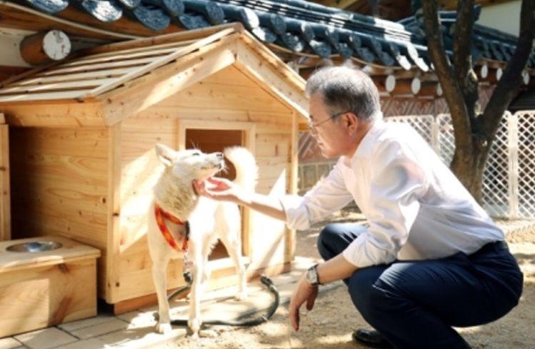 在韩国，每年超过百万只宠物狗被端上餐桌