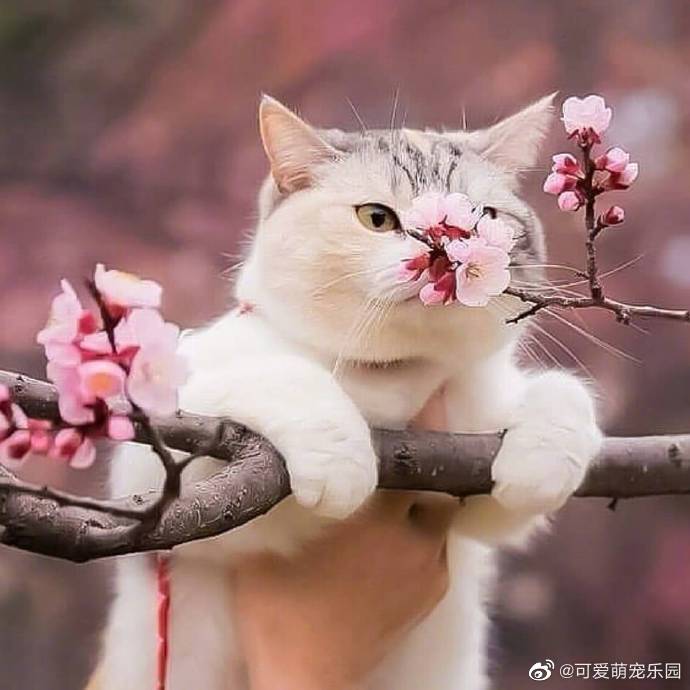 樱花树上樱花猫，樱花猫前樱花娇