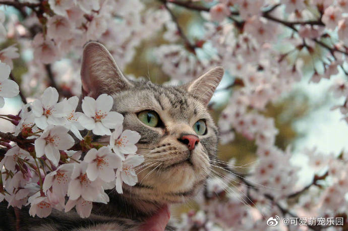 樱花树上樱花猫，樱花猫前樱花娇