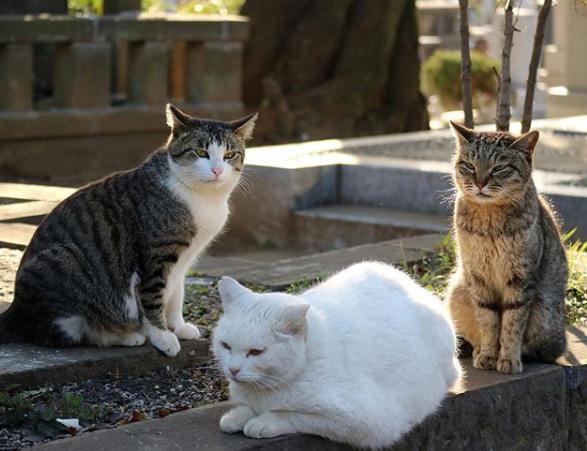 喂食流浪猫不是爱猫行为，而是在“害猫”