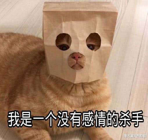 猫咪这些行为，其实是在“思念”主人，还经常被误会！