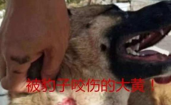 金钱豹闯入居民家中，大黄与其奋战不敌，主人为救爱犬挺身而出