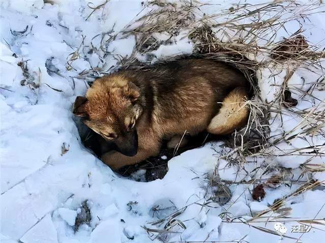 这只狗狗被车撞瘫痪在雪地，等待它的将是什么样的命运？