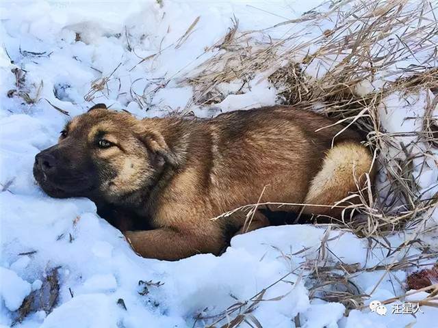 这只狗狗被车撞瘫痪在雪地，等待它的将是什么样的命运？