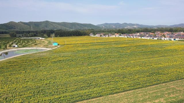 玉田小油葵铺开致富新路子