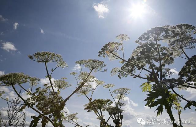 来自地狱的恶魔植物！轻轻碰一下就把人整个半死