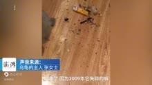 大扫除在床底发现失踪12年的宠物龟，主人：当年找了很久