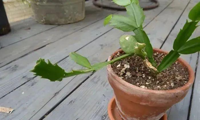 蟹爪兰开花前修剪，可促进花芽形成，剪掉的叶子能扦插繁殖新盆栽