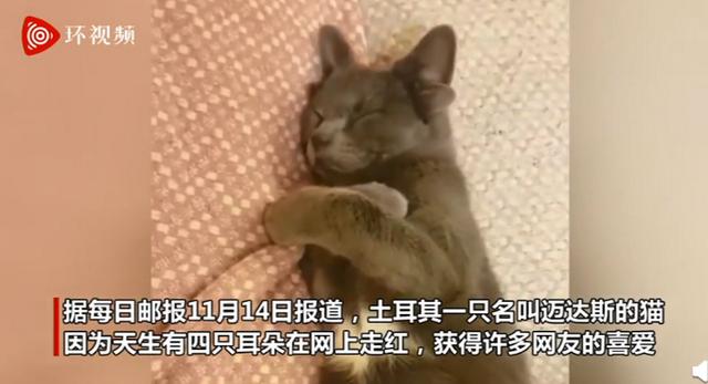 土耳其一只小猫天生有四只耳朵，火了！网友：像小鹿