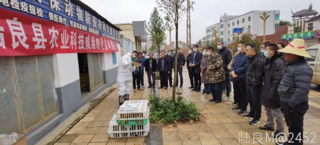 县农业科技成果转化指导组到大莫古镇开展家禽采血技术指导服务