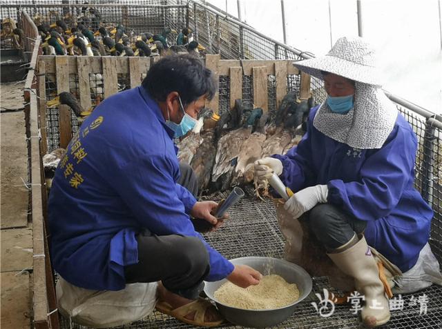 人间美味——陆良四河板鸭