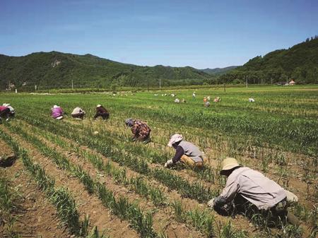 柞木台子村发展小杂粮产业收“金银”