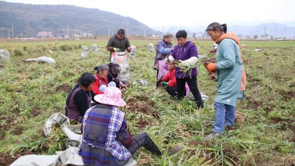 开阳县龙岗镇：生姜丰收拓宽群众致富路