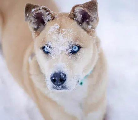 当哈士奇混上其它狗时，网友整理了13个最可爱的犬种，萌爆了！