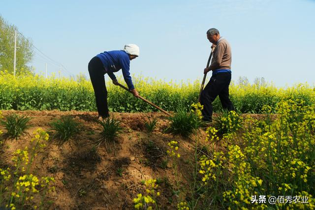 农田10大顽固杂草，甚至无惧草甘膦，其实每种都有除草小窍门