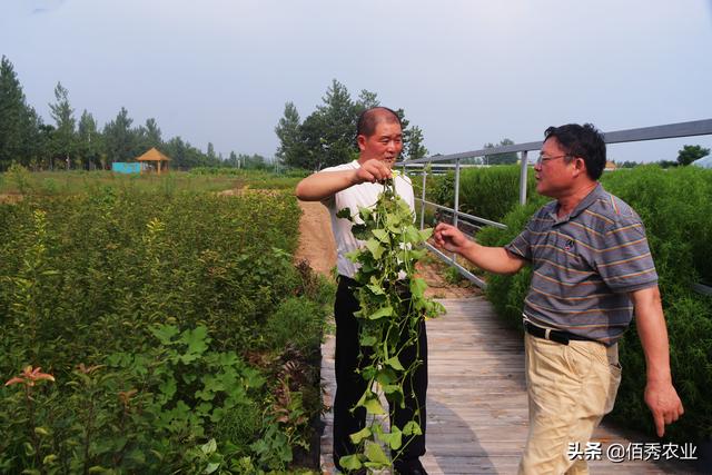 农田10大顽固杂草，甚至无惧草甘膦，其实每种都有除草小窍门