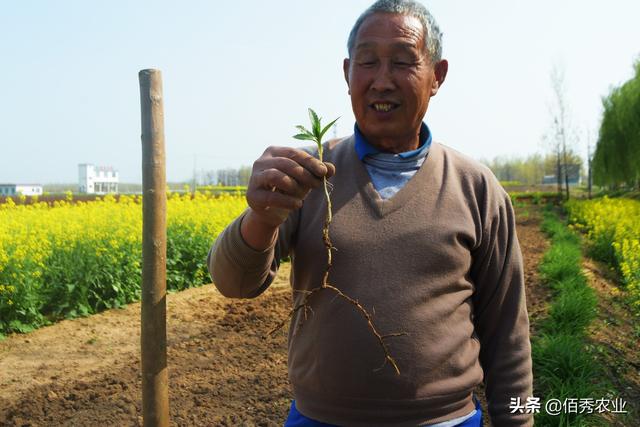 农田10大顽固杂草，甚至无惧草甘膦，其实每种都有除草小窍门