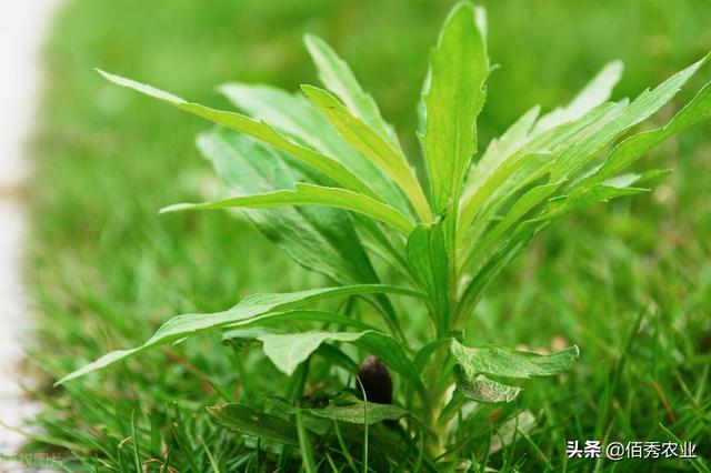 农田10大顽固杂草，甚至无惧草甘膦，其实每种都有除草小窍门