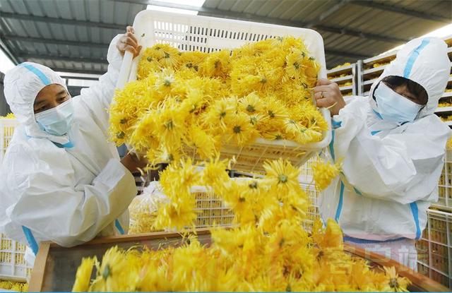 山乡野菊正芬芳