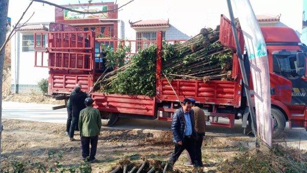 通许县植树种树打造绿色长廊，国土绿化铸就最美四所楼镇