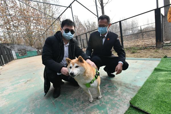 历经两次司法拍卖的柴犬登登有新家了！