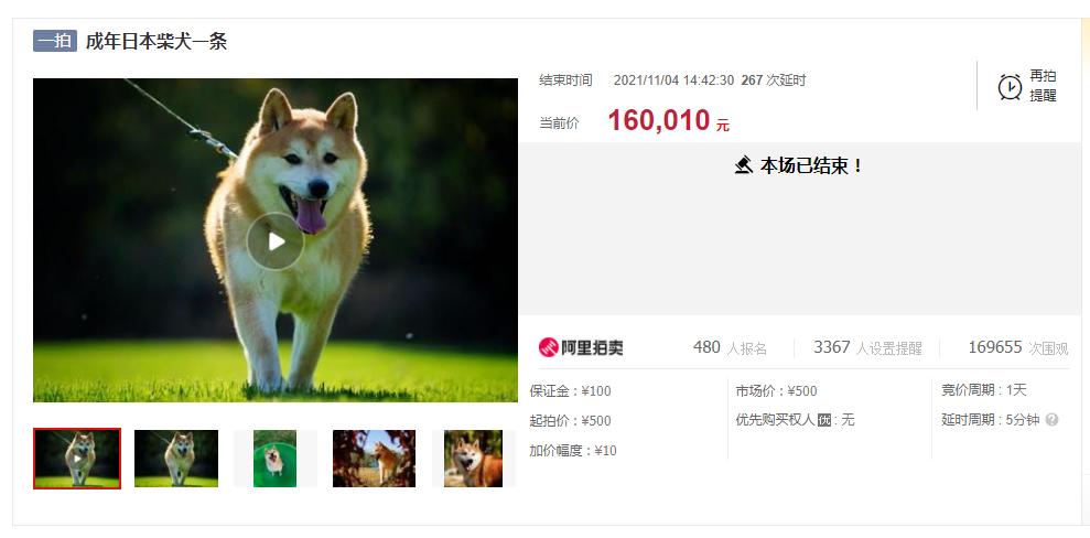 历经两次司法拍卖的柴犬登登有新家了！