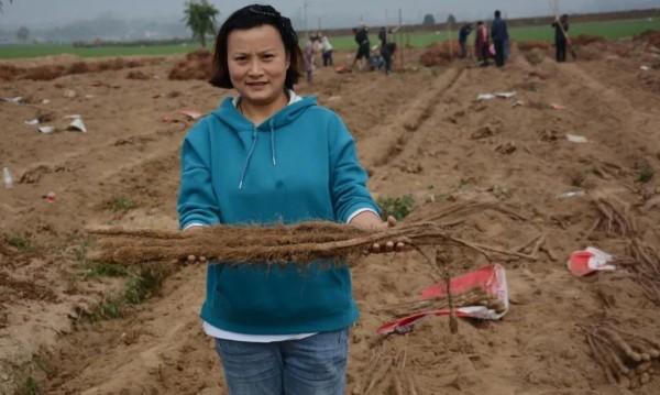 河南周口淮阳区山药喜获丰收 规模种植村民致富有路