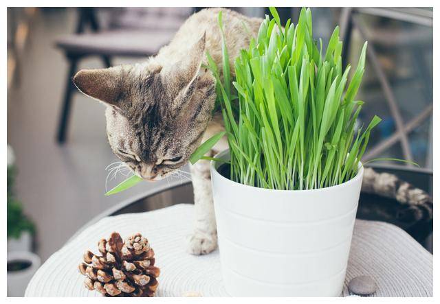 猫可是肉食动物，但它为什么要吃草？