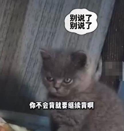 有灵性！一男孩因不想写作业被训伤心流泪，猫咪给小主人擦眼泪