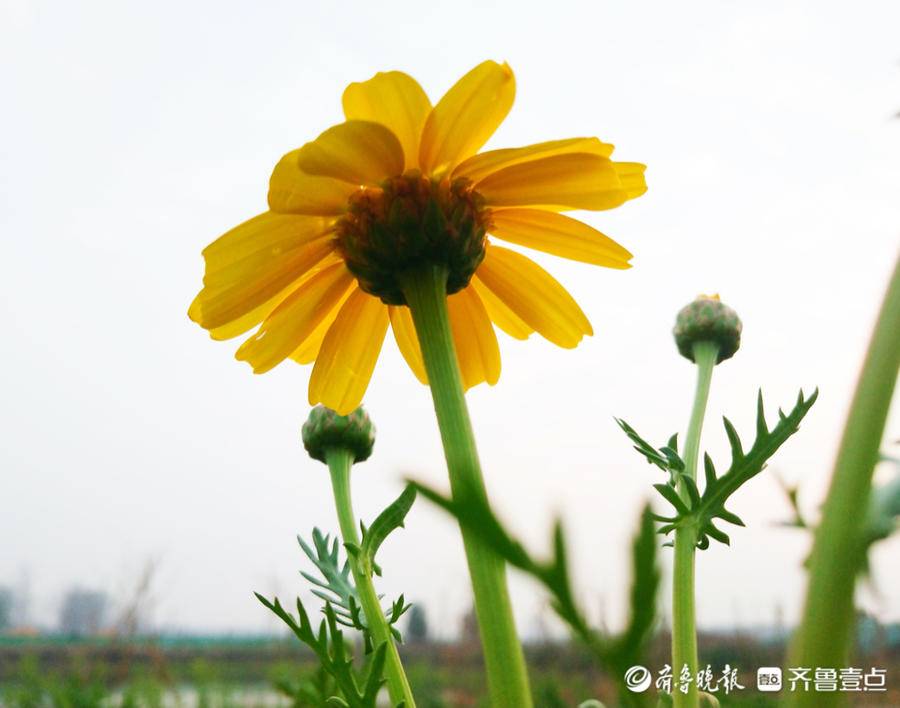 杜甫菜风味独特，花开一片金黄灿烂