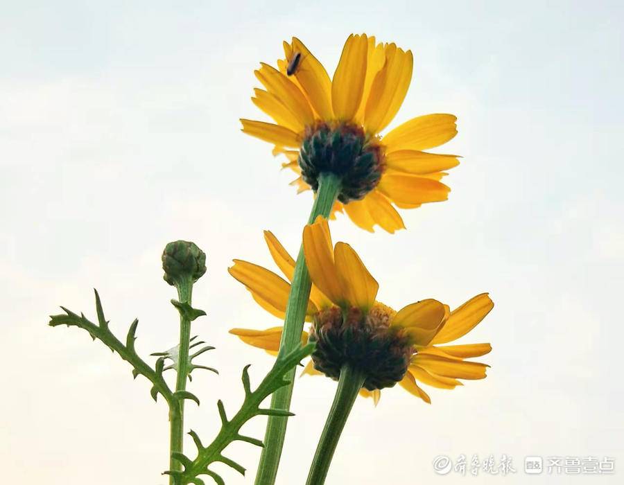 杜甫菜风味独特，花开一片金黄灿烂